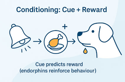 Pavlov conditioning: bell cue predicts food reward; learned response forms, analogy to alcohol endorphin reward